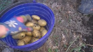 Картошка уродилась шикарная в этом году