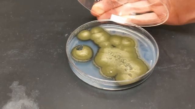 2019 IPWA Grant Recipient Alexiev Boreal Toad Fungal Pathogen Research смотреть онлайн