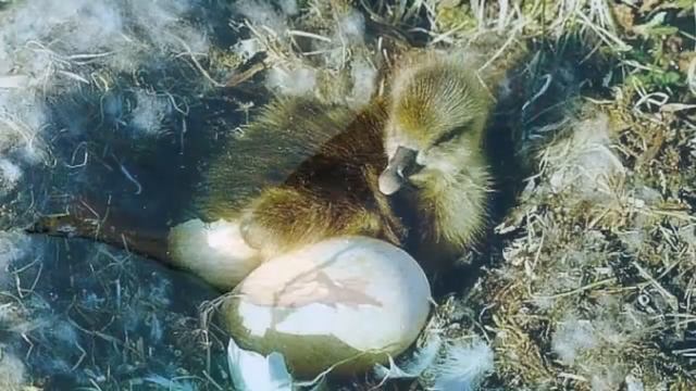 Красот таймырских божество смотреть онлайн
