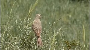 Полевой конек   Anthus campestris