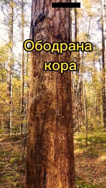 Кто это сделал и зачем? #shorts #лес #грибы #находка смотреть онлайн