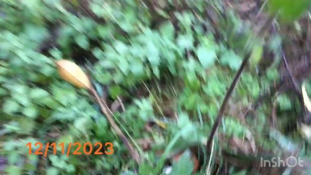 Гриб 12/11/2023 смотреть онлайн