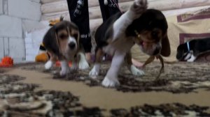 Щенки Бигля