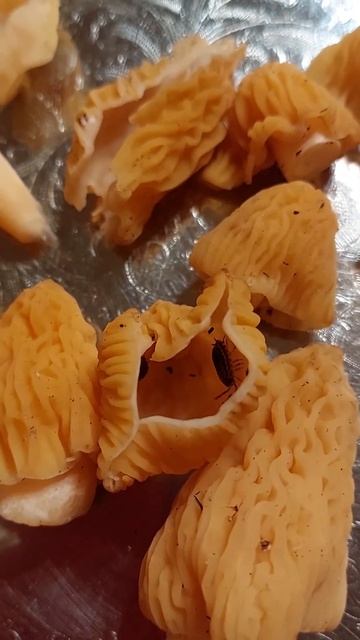 Сморчковая шапочка. Кто в шапочке живет? смотреть онлайн