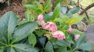 Зацвела груша в октябре 2023, а также Калужница и Морозники. Опята в мульче.