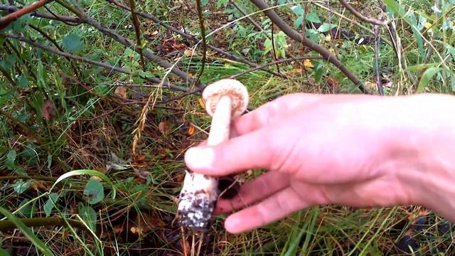 грибы 03 смотреть онлайн