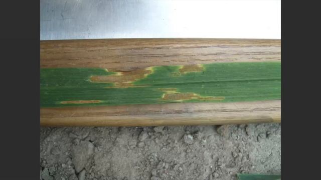 184. Feldexkursion: Sonnenbrand und Septoria im Getreide - NU Agrar, 12.05.2021 смотреть онлайн