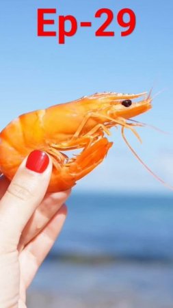 There are thousands of shrimp species around the world. ...Size varies considerably by species.