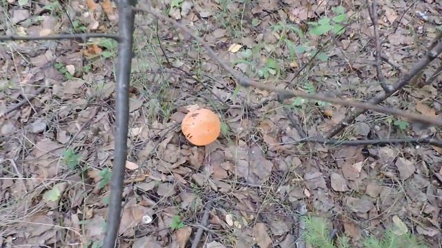 "Прекрасное лето в лесу" смотреть онлайн