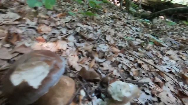 Нарешті почали масово рости Білі Гриби смотреть онлайн