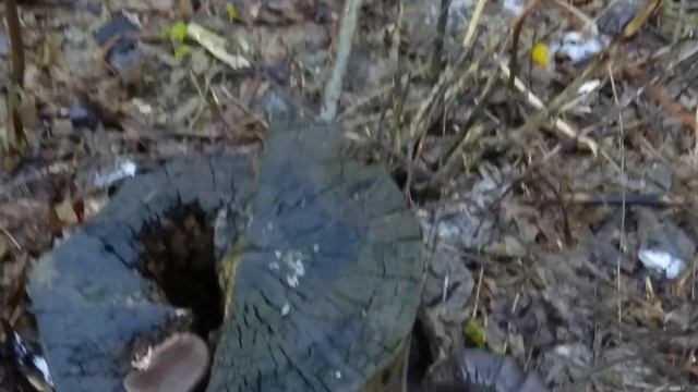 грибы на деревьях в ноябре смотреть онлайн