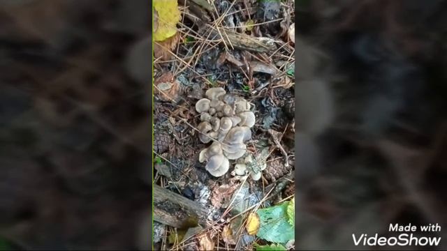 Сезон грибной охоты начат смотреть онлайн