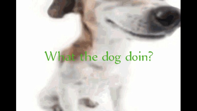 What the dog doin?Ремикс мема