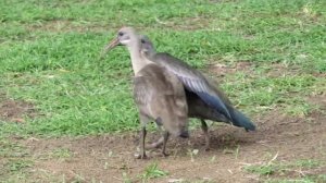 Baby Hadeda Ibis Happy dance