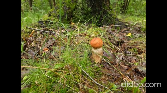 Анастасия Пчелина - Грибы Подосиновики 10 - Два Подосиновика смотреть онлайн