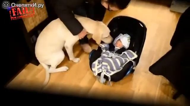 Кошки и собаки впервые встречаются с младенцами смотреть онлайн