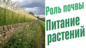 Роль почвы в питании растений.