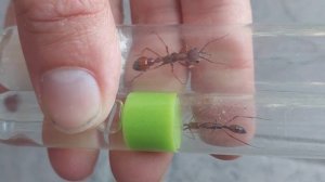 Myrmecia nigriscapa (Australia) vs Odontomachus hastatus (Ecuador) 05.2023