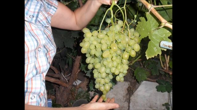 Выращивание винограда смотреть онлайн