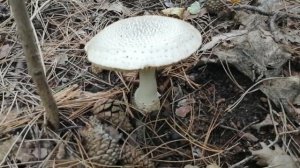 เห็ดพิษ แฝดเห็ดร่ม ห้ามเก็บห้ามกิน