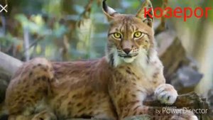 Какой ты зверь по знаком зодиака