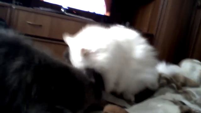 Коты играют. смотреть онлайн