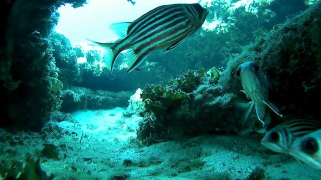 Кипр. Подводный мир. Красный россос в пещерке. смотреть онлайн