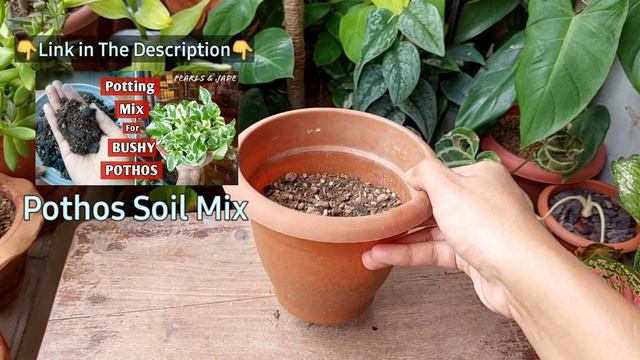 EXPERTS TRICK To Make A Plant BUSHY  Bushy Money Plant Trick