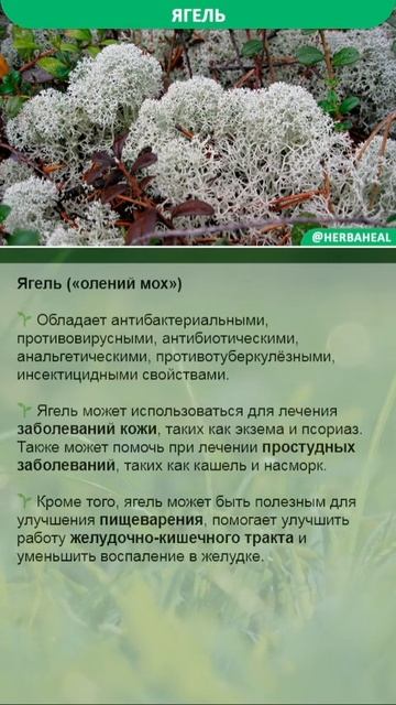 Лекарственные свойства ягеля смотреть онлайн
