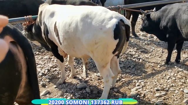 молбозори \ арзон не пропустите новинка регар пахтаобод смотреть онлайн