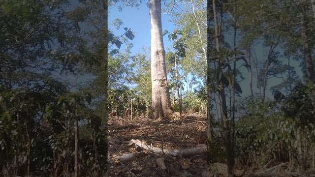 เทสลูกตอกกับพีชีพี #pcp #pcpcondor смотреть онлайн