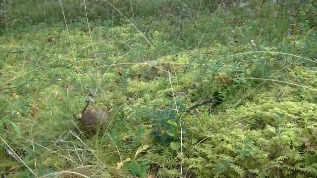 гриб 22 8 2014 смотреть онлайн