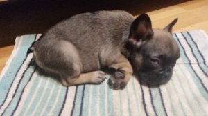 Французский бульдог Пуся, 53 дня.