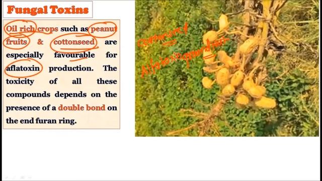 Fungal Toxins: Mycotoxins: Toxins Produced by Fungi: Mycology: Microbiology & Plant Pathology: UPSC смотреть онлайн