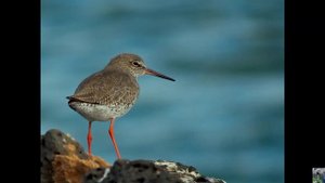 Голоса птиц : травник