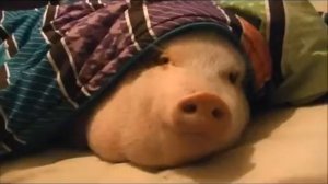 Свинюшка и печенька