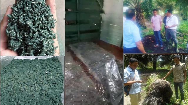 Membuat TRICHODERMA Skala Besar Untuk Replanting Perkebunan Sawit Mencegah GANODERMA смотреть онлайн