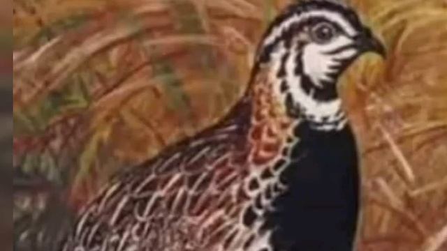 batair ki awaz بٹیروں کی آواز