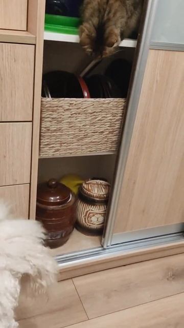 Кошка Лизюня как слон в посудной лавке 😺🎃😺Liza the cat is like an elephant in a shop #Shorts