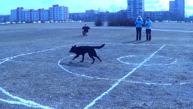 Архангельская Ольга и метисы Джерри и Лота  DREAM GAMES Фестиваль Pitch&Go 05.04.15