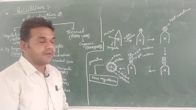 B.Sc.1 (Botany) Penicillium смотреть онлайн