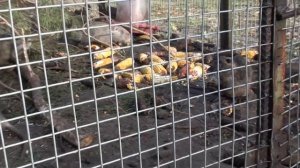 Наши нутряшки   бобряшки