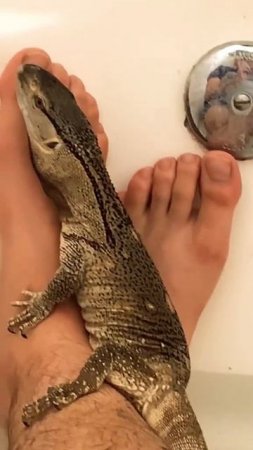 Taming aggressive monitor lizards