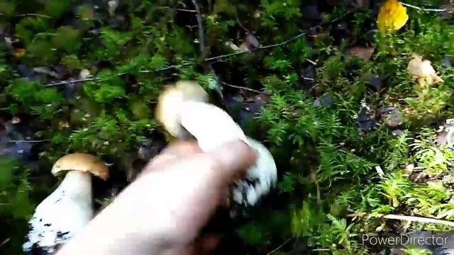 Зрелище не для слабонервных. Осенний Поход в лес за Грибами. Белые  #Лес#грибы#БелыеГрибы#СборГрибо