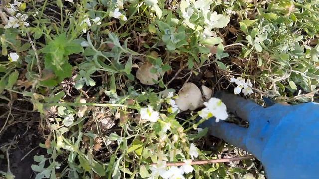 У МЕНЯ ГРИБОЧКИ ВЫРОСЛИ В ЦВЕТОЧКАХ. смотреть онлайн