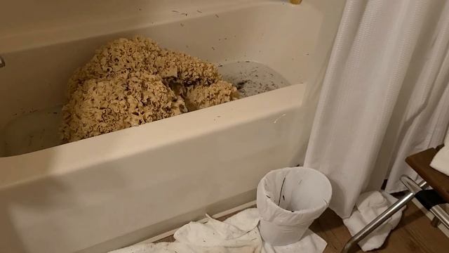 BIGGEST MUSHROOM! WORLD RECORD CAULIFLOWER MUSHROOM? Sparassis crispa смотреть онлайн