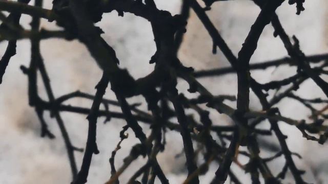 VID 20231223 213612 Здесь нет покойников...(Гильвик)...Павел Васильев Лахтинский смотреть онлайн