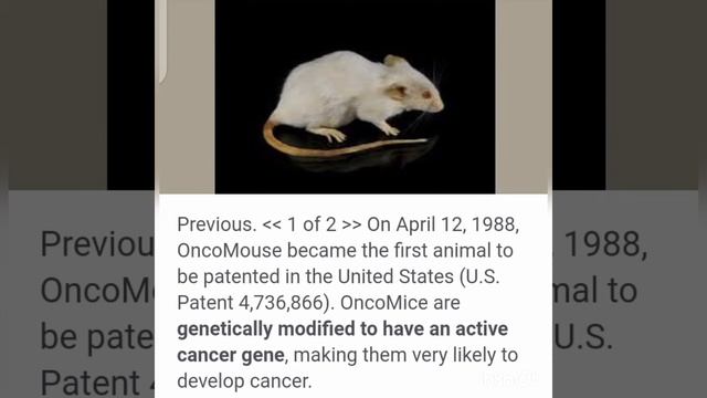 Endophytes of ocimum sanctum genetically hybrid with Curcuma longa & it's effect on oncomice model смотреть онлайн