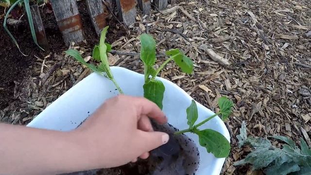 Some Gardeners Will Get Upset That I'm Sharing This Secret Gardening Tip With You ?!?! смотреть онлайн