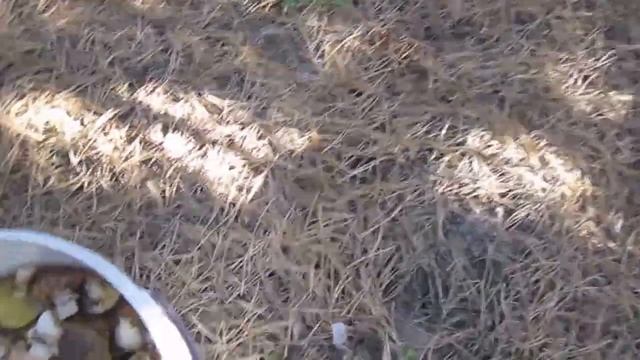 4 часть сбора грибов смотреть онлайн